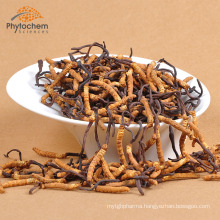 Food grade cordyceps sinensis extract polysaccharide 40% extract powder cordyceps extract